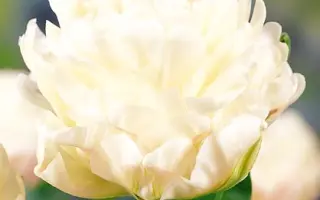 Ice Cream / Ицэ Црэам