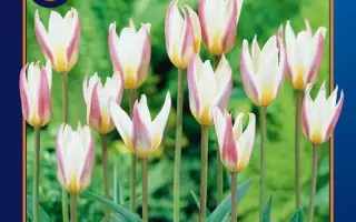 Ice Stick / Ицэ Стицк