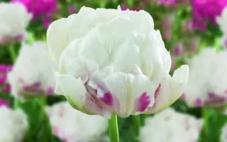 Ice Wonder / Ицэ Wондэр