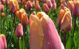 Indian Summer / Индиан Суммэр