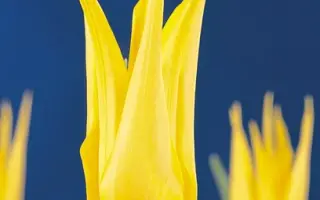 Inimitable / Инимитаблэ