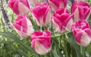 Innuendo / Иннуэндо