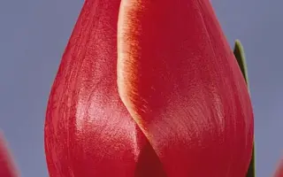 Invasion / Инвасион