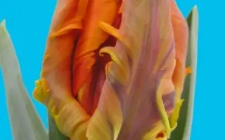 Irene Parrot / Ирэнэ Паррот