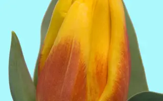 Iсe Lolly / Исэ Лолль