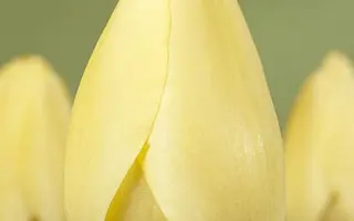 Ivory Floradale / Иворь Флорадалэ