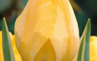 Jaap Groot / Яап Гроот