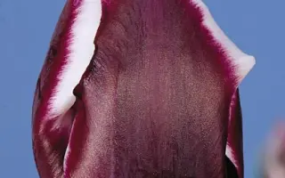 Jackpot / Яцкпот