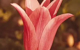 Jacqueline / Яцqуэлинэ