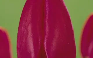 Jacques Streng / Яцqуэс Стрэнг