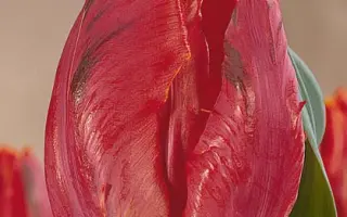 James V. Forrestal / Ямэс В. Форрэстал