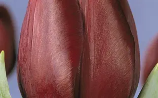 Jan Reus / Ян Рэус