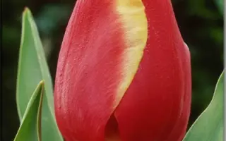 Jan Seignette / Ян Сэигнэттэ