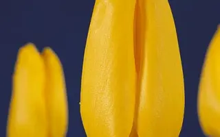 Jan van Nes / Ян ван Нэс