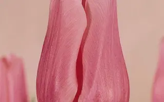 Jan van Zanten's Memory / Ян ван Зантэн'с Мэморь