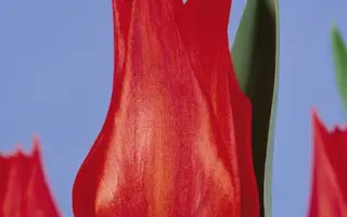 Jane Packer / Янэ Пацкэр