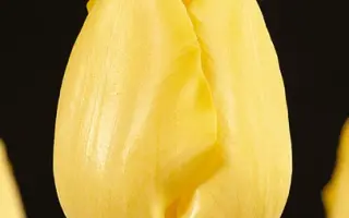 Jantje Beton / Янте Бэтон