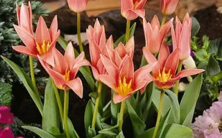 Jeantine / Еантинэ