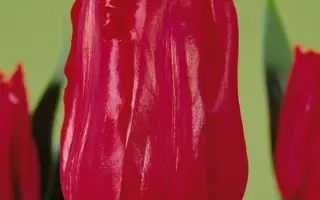 Jetfire / Етфирэ