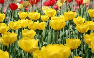 Jewel of Spring / Еwэл оф Спринг