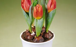 Jildou / Йилдоу