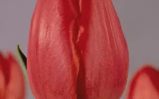 Jingle Bell / Йинглэ Бэлл