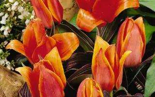 Joanne Woodward / Ёаннэ Wоодwард