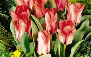 Job's Memory / Ёб'с Мэморь