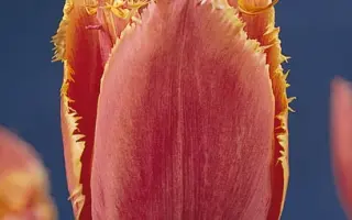 Johann Gutenberg / Ёhанн Гутэнбэрг