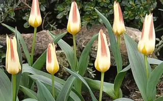 Johann Strauss / Ёhанн Страусс