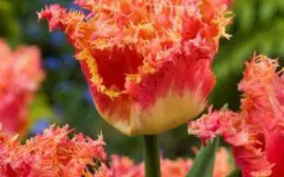 Joint Division / Ёинт Дивисион