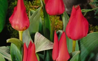 Joli Coeur / Ёли Цоэур