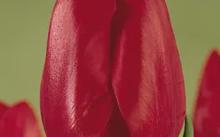 Jonkheer Van den Bosch / Ёнкhээр Ван дэн Босч