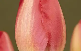 Judith Leyster / Юдитh Лэьстэр