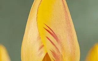 Juliette / Юлиэттэ