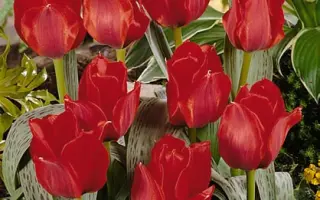 Julius Ceasar / Юлиус Цэасар