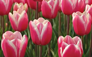 Jumbo Beauty / Юмбо Бэауть