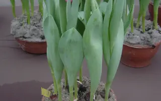 Jumbo Pink / Юмбо Пинк