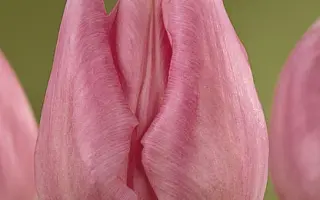 Kaiserin Maria Theresia / Каисэрин Мариа Тhэрэсиа