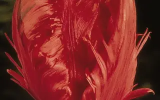 Karel Doorman / Карэл Доорман