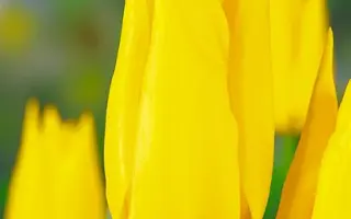 Karen Mulder / Карэн Мулдэр