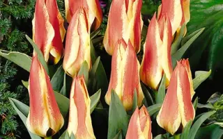 Karimata / Каримата