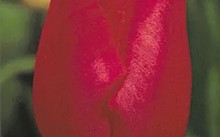 Karin Bloemen / Карин Блоэмэн