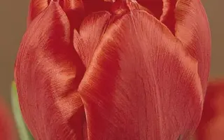 Kastrup / Каструп