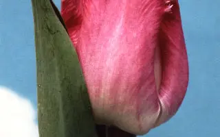 Katie Malua / Катиэ Малуа