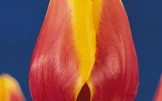 Kees Nelis / Кээс Нэлис