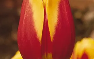 Keizerskroon / Кэизэрскроон