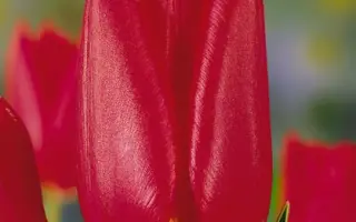 Kickboxer / Кицкбоxэр