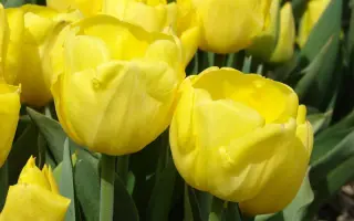 Kikomachi / Кикомачи