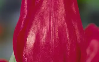 King Kong / Кинг Конг